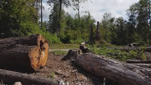 Best Tree Mulching  in Pinehurst, TX