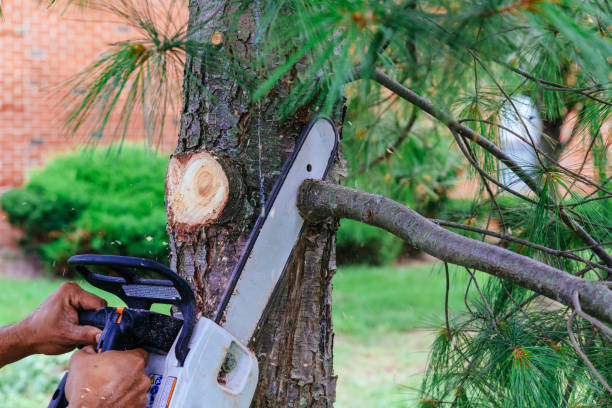 How Our Tree Care Process Works  in  Pinehurst, TX